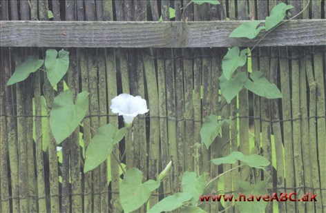 Gærdesnerle (Calystegia sepium) og kæmpesnerle ligner hinanden meget og krydser ofte. I nogle områder er krydsningen rent faktisk mere almindelig end nogle af arterne. Agersnerle er en mindre ...