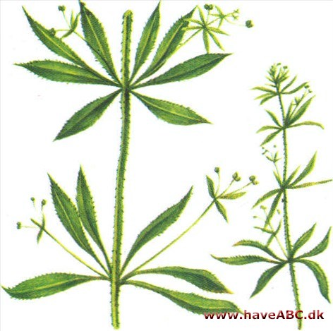 Snerre - Galium Snerre - Galium