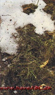 Sneskimmel - Fusarium nivale Sneskimmel - Fusarium nivale