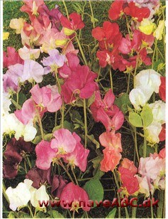 Snitblomster Snitblomster