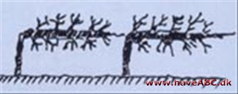 Snortræer - Kordon-espalier Snortræer - Kordon-espalier