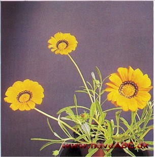 Solblomst - Gazania hybrider Solblomst - Gazania hybrider