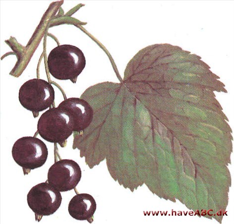 Solbær - Ribes nigrum Solbær - Ribes nigrum