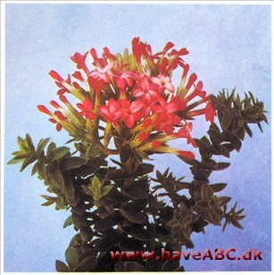 Solglød - Rochea coccinea 2 Solglød - Rochea coccinea 2