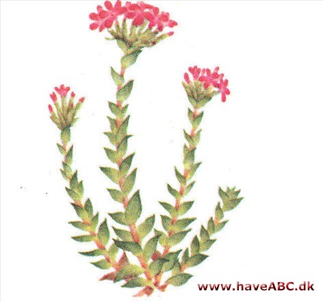 Solglød - Rochea coccinea Solglød - Rochea coccinea
