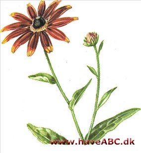 Solhat - Rudbeckia Solhat - Rudbeckia