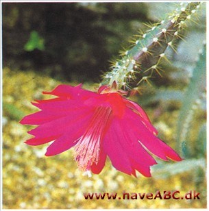 Solkaktus - Heliocereus speciosus Solkaktus - Heliocereus speciosus