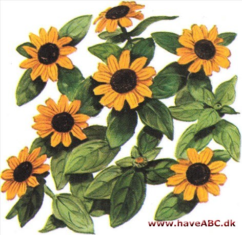 Solknap - Sanvitalia procumbens Solknap - Sanvitalia procumbens