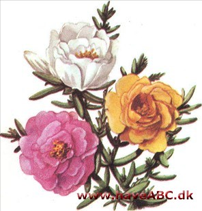 Solportulak - Portulaca grandiflora Solportulak - Portulaca grandiflora