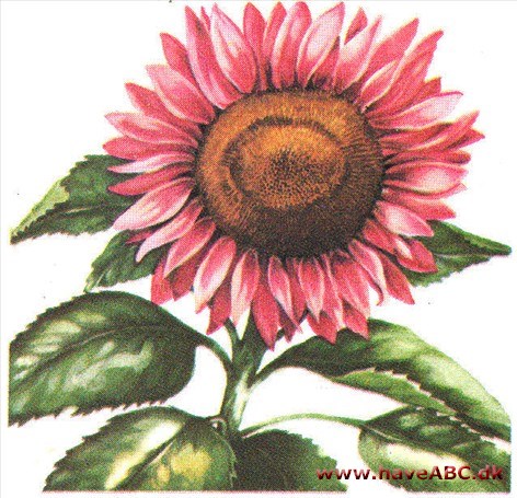 Solsikke - Helianthus Solsikke - Helianthus