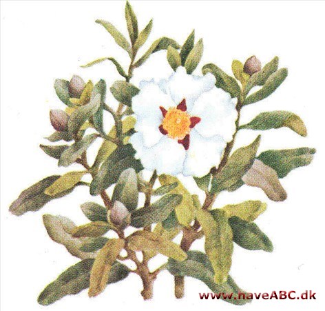 Soløjetræ - Cistus Soløjetræ - Cistus