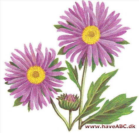 Sommerasters - Callistephus chinensis Sommerasters - Callistephus chinensis