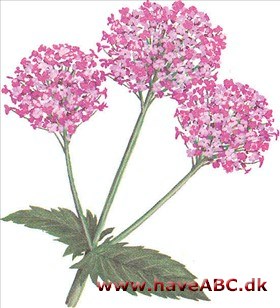 Sommerbaldrian - Centranthus macrosiphon Sommerbaldrian - Centranthus macrosiphon