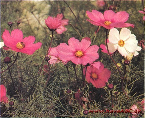 Sommerblomster