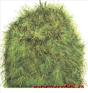 Sommercypres - Kochia scoparia Sommercypres - Kochia scoparia