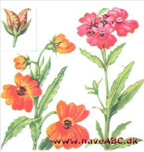 Sommerfugleblomst - Nemesia Sommerfugleblomst - Nemesia