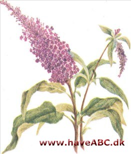 Sommerfuglebusk - Buddleja