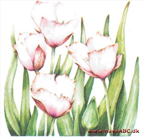 Sommerfugletulipan - Calochortus Sommerfugletulipan - Calochortus