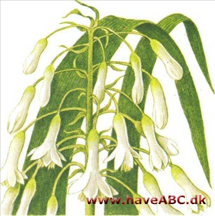 Sommerhyacint - Galtonia candicans