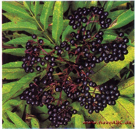 Sommerhyld - Sambucus ebulus † Sommerhyld - Sambucus ebulus †