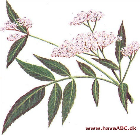 Sommerhyld - Sambucus ebulus Sommerhyld - Sambucus ebulus