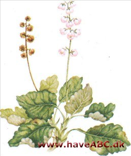 Sommerkonval - Pyrola Sommerkonval - Pyrola