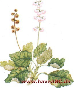 Sommerkonval - Pyrola