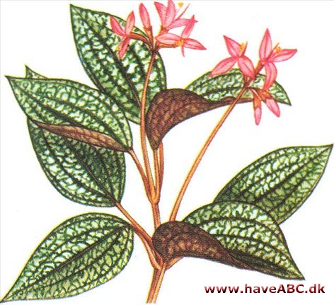Sonerila - Sonerila margaritacea Sonerila - Sonerila margaritacea