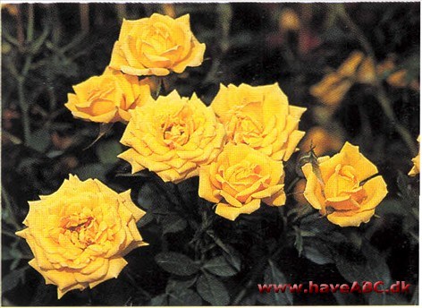 I stenbedet, i krukke, på altan eller ter­rasse, forrest i rosenbedet. Hvor den end placeres, spreder den glæde med sine lysende gule blomster ...