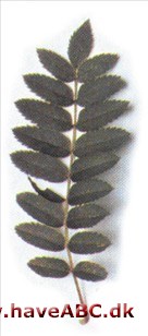 Sorbus 'Joseph Rock' Sorbus 'Joseph Rock'