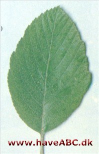 Sorbus 'Wilfrid Fox' Sorbus 'Wilfrid Fox'