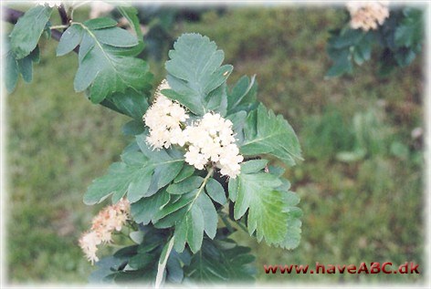 Sorbus x hybrida