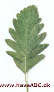 Sorbus x thuringiaca Sorbus x thuringiaca