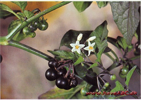 Sort natskygge - Solanum nigrum †