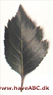 Sort tjørn - Crataegus douglasii Sort tjørn - Crataegus douglasii