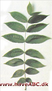 Sort valnød - Juglans nigra Sort valnød - Juglans nigra