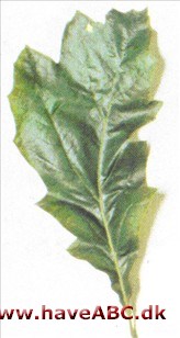 Sorteg - Quercus velutina
