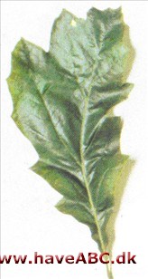 Sorteg - Quercus velutina Sorteg - Quercus velutina