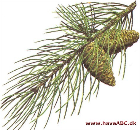 Sortfyr - østrigsk fyr - Pinus nigra