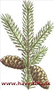 Sortgran - Picea marfana Sortgran - Picea marfana