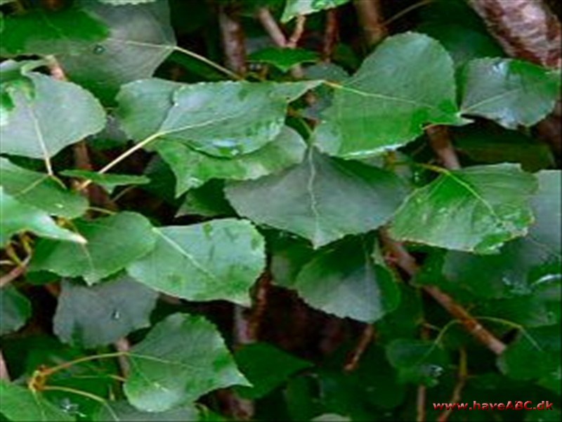 Sortpoppel - Populus nigra