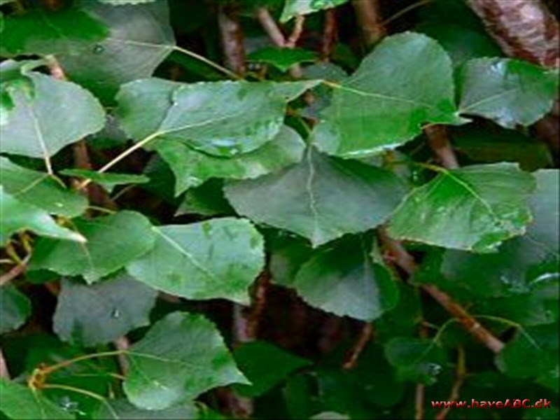 Sortpoppel - Populus nigra Sortpoppel - Populus nigra