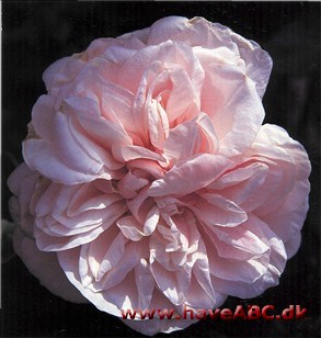 Manges favorit, bl.a. Gertrude Jekylls. En vidunderlig rose, som virkelig er eg­net til at hædre mindet om Malmaison, slottet, hvor kejserinde Josephine hav­de sin fantastiske ...
