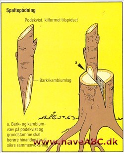 Spaltepodning Spaltepodning