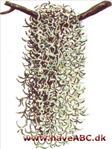 Spaniolskæg / Spansk mos - Tillandsia usnoides Spaniolskæg / Spansk mos - Tillandsia usnoides