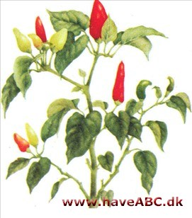 Spansk peber - Paprika - Capsicum annuum Spansk peber - Paprika - Capsicum annuum