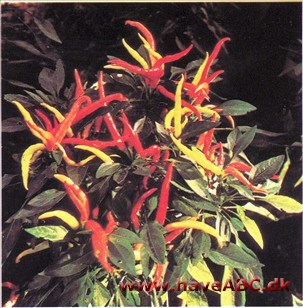 Spansk Peber, Paprika - Capsicum annuum