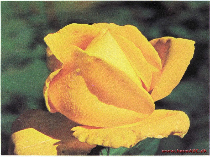 Spek's Yellow - Golden Scepter Spek's Yellow - Golden Scepter