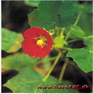 Sphaeralcea umbellata