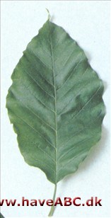 Spidsbladet magnolie - Magnolia acuminata Spidsbladet magnolie - Magnolia acuminata